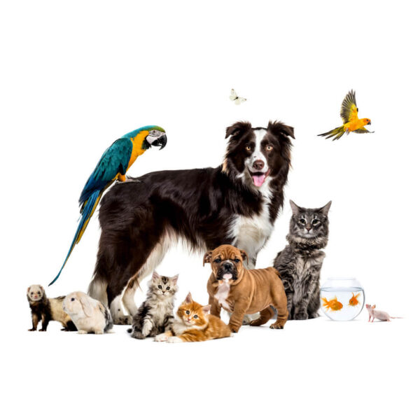 Petshop Eğitimi ve Sertifikası